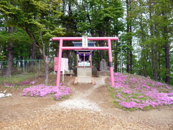いまの芝桜公園の様子