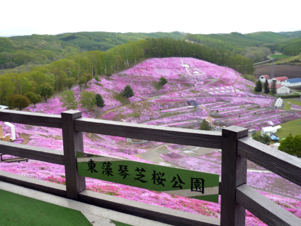 いまの芝桜公園の様子