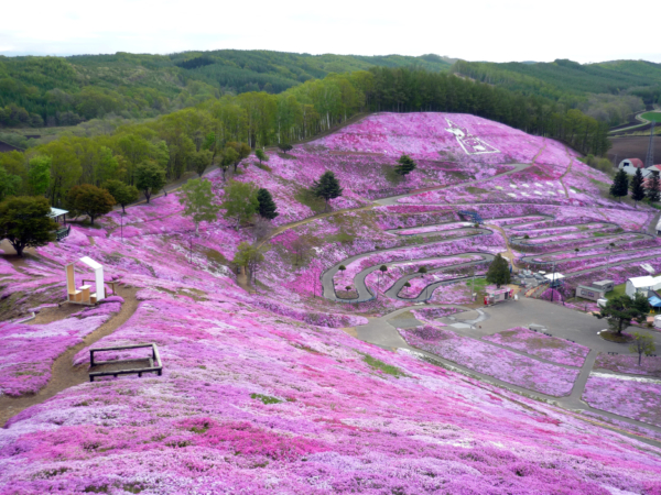 いまの芝桜公園の様子