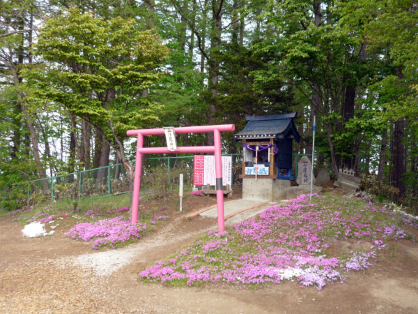 いまの芝桜公園の様子