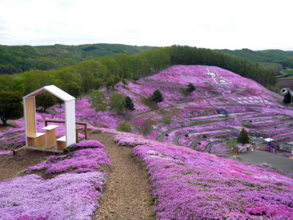 いまの芝桜公園の様子