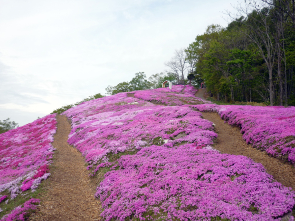 いまの芝桜公園の様子