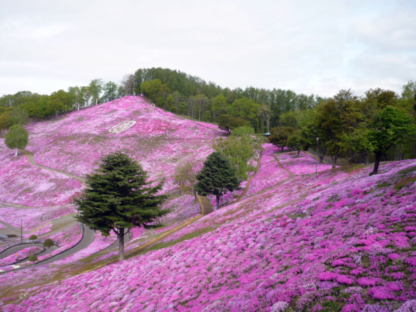 いまの芝桜公園の様子