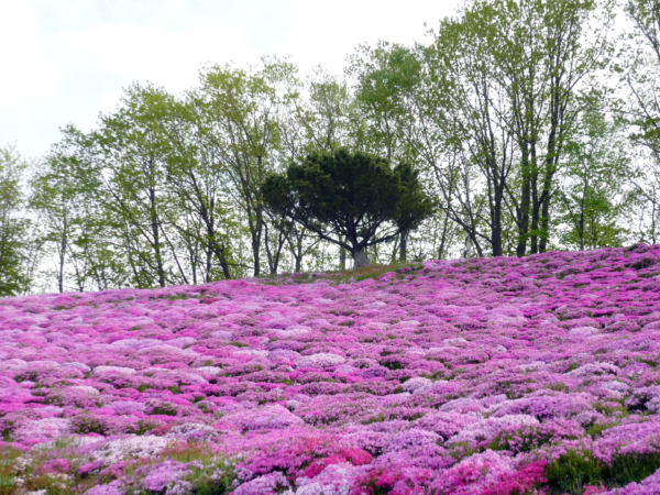 いまの芝桜公園の様子