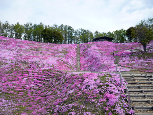 いまの芝桜公園の様子