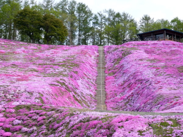 いまの芝桜公園の様子