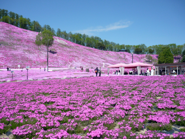 いまの芝桜公園の様子