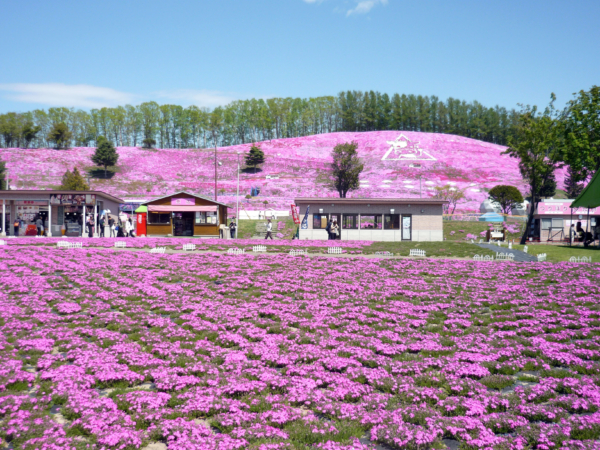 いまの芝桜公園の様子