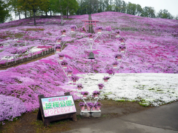 いまの芝桜公園の様子