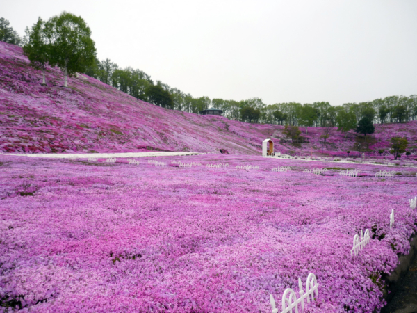 いまの芝桜公園の様子