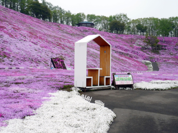 いまの芝桜公園の様子