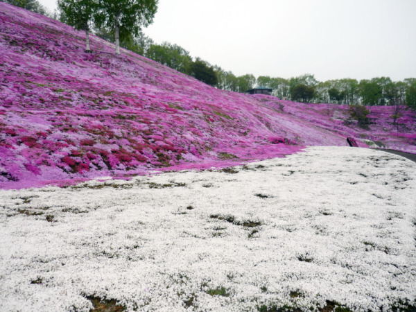 いまの芝桜公園の様子