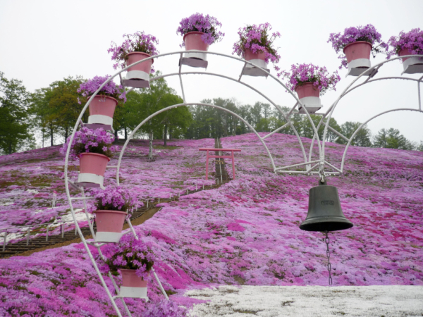 いまの芝桜公園の様子
