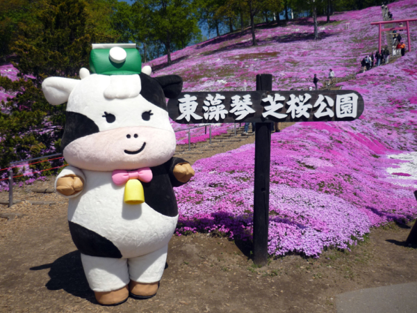 いまの芝桜公園の様子