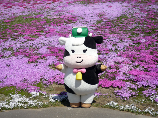 いまの芝桜公園の様子