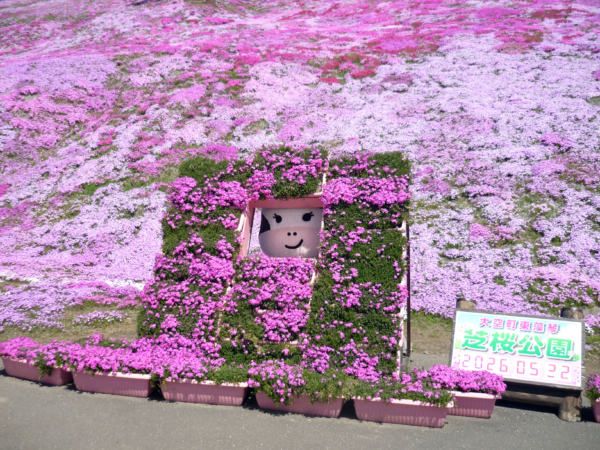 いまの芝桜公園の様子