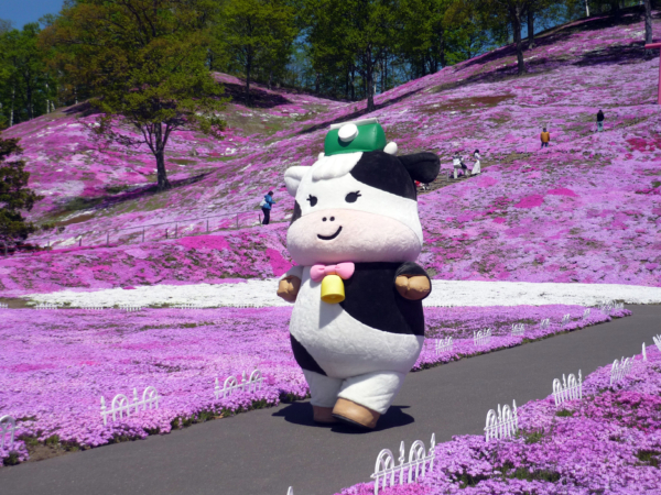 いまの芝桜公園の様子