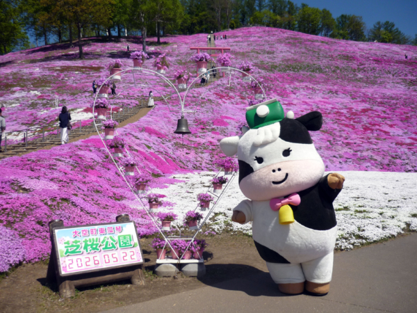 いまの芝桜公園の様子