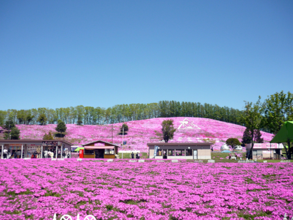 いまの芝桜公園の様子