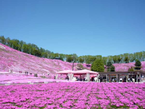いまの芝桜公園の様子