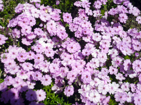 いまの芝桜公園の様子