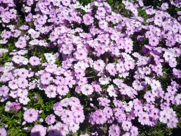 いまの芝桜公園の様子