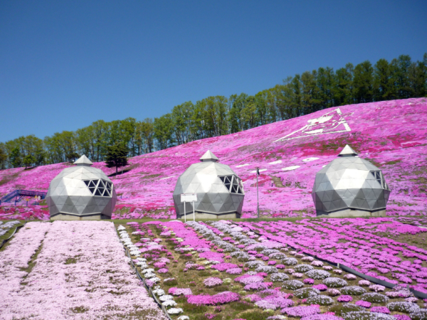 いまの芝桜公園の様子