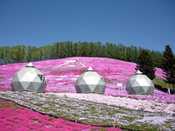 いまの芝桜公園の様子