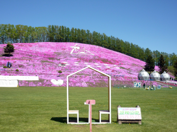 いまの芝桜公園の様子