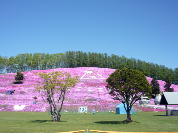 いまの芝桜公園の様子