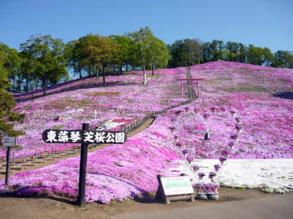 いまの芝桜公園の様子