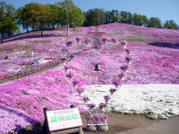 いまの芝桜公園の様子