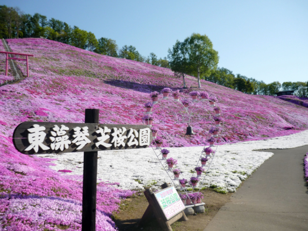 いまの芝桜公園の様子
