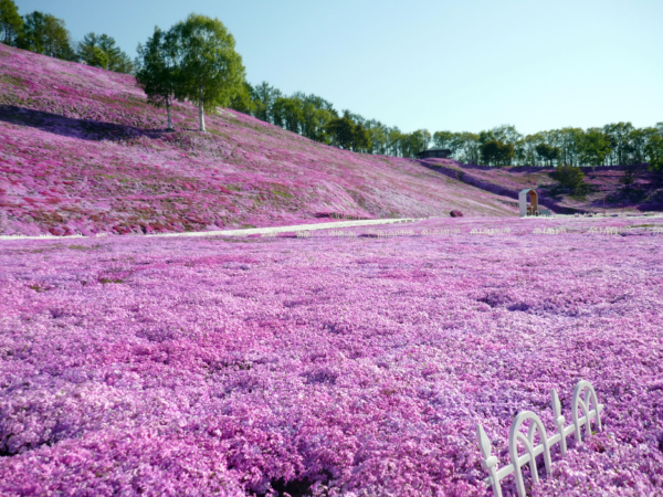 いまの芝桜公園の様子