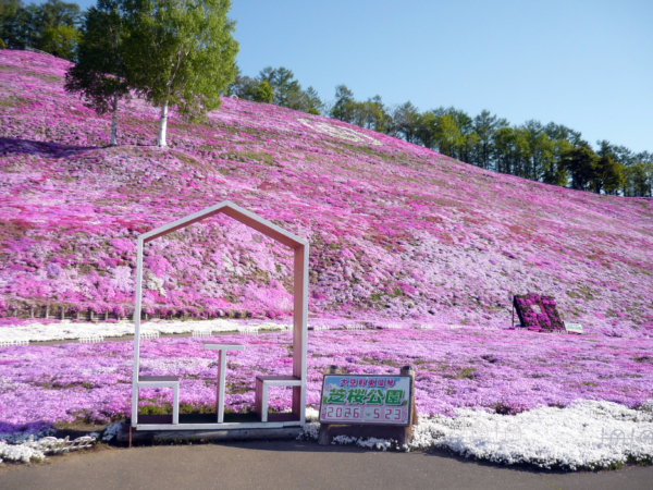 いまの芝桜公園の様子