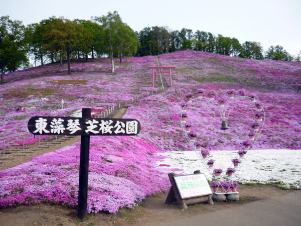 いまの芝桜公園の様子