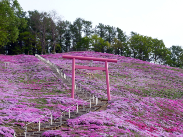 いまの芝桜公園の様子