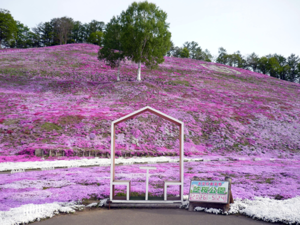 いまの芝桜公園の様子