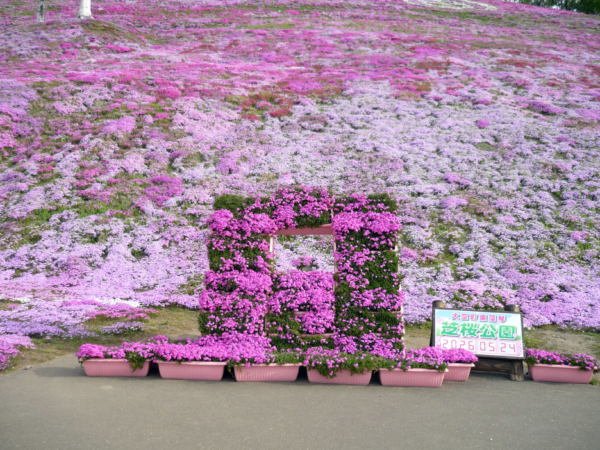 いまの芝桜公園の様子
