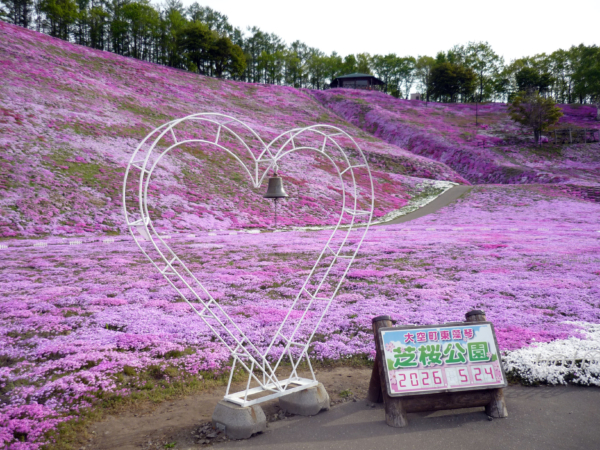 いまの芝桜公園の様子