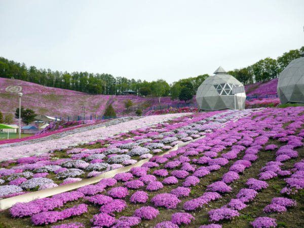 いまの芝桜公園の様子