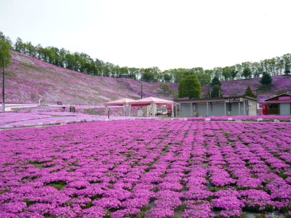 いまの芝桜公園の様子