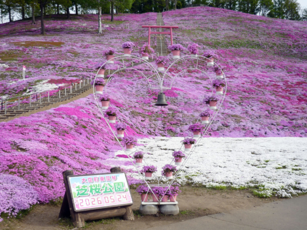 いまの芝桜公園の様子