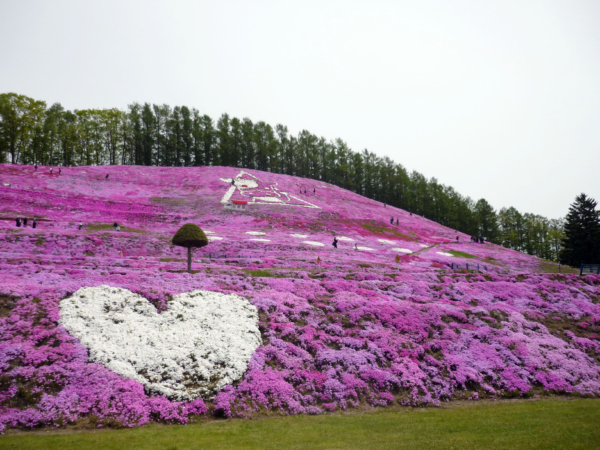 いまの芝桜公園の様子