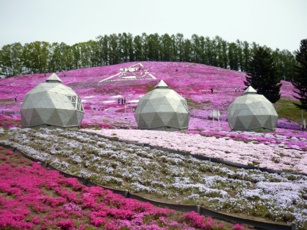 いまの芝桜公園の様子