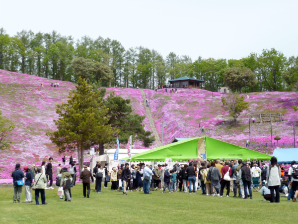 いまの芝桜公園の様子