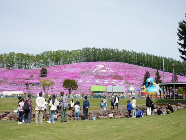 いまの芝桜公園の様子