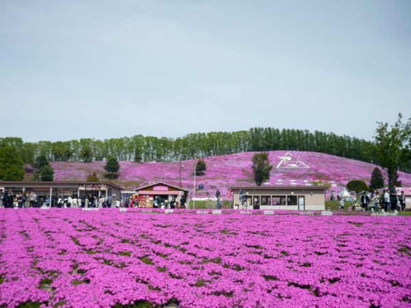 いまの芝桜公園の様子