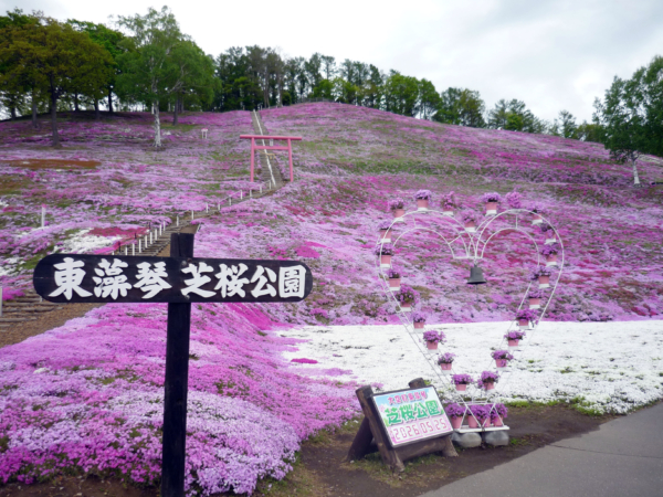 いまの芝桜公園の様子