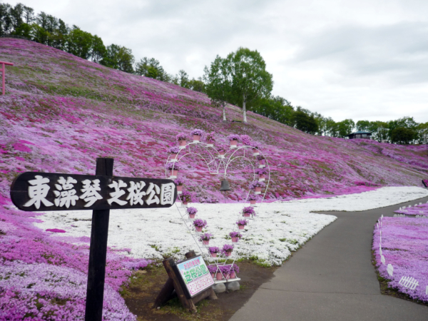 いまの芝桜公園の様子
